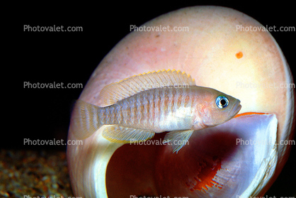 Dwarf Cichlids, (Neolamprologus multifasciatus), [Cichlidae], Cichlids, Lake Tanganyika Cichlids, Africa