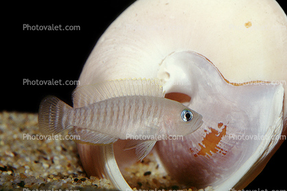 Dwarf Cichlids, (Neolamprologus multifasciatus), [Cichlidae], Cichlids, Lake Tanganyika Cichlids, Africa