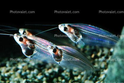 Glass Catfish, (Kryptopterus bicirrhis), Siluriformes, Siluridae