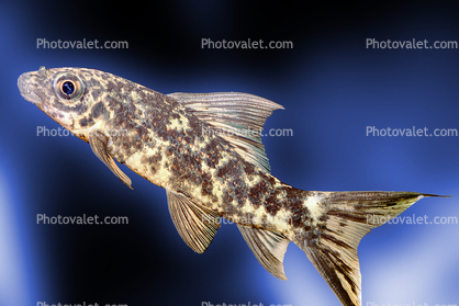 Variegated Labeo, (Labeo cyclorhynchus), Cyprinid, Animalia, Chordata, Actinopterygii, Cypriniformes, Cyprinidae