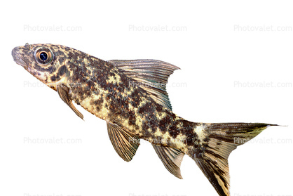 Variegated Labeo photo-object, object, cut-out, cutout, (Labeo cyclorhynchus), Cyprinid, Animalia, Chordata, Actinopterygii, Cypriniformes, Cyprinidae