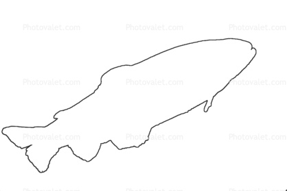 Golden Trout outline, line drawing, shape