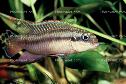 Striped Dwarf Cichlid, (Pelvicachromis taeniatus), Perciformes, Cichlidae, Pseudocrenilabrinae, Chromidotilapiini