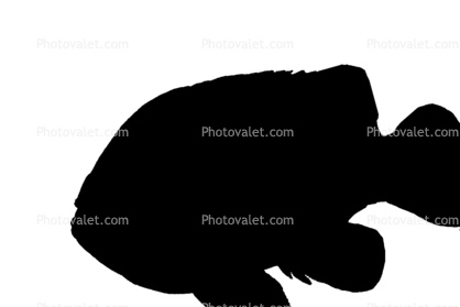 Longear Sunfish, (Lepomis megalotis), [Centrarchidae], Perciformes, silhouette, shape, logo