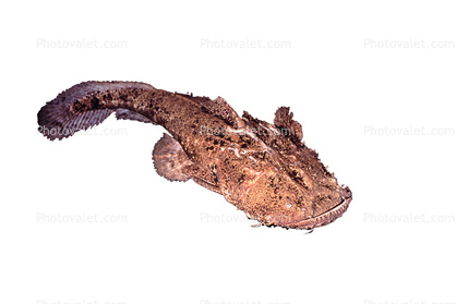 Frogmouth Catfish, (Chaca bankanensis), [Chacidae], Siluriformes, photo-object, object, cut-out, cutout