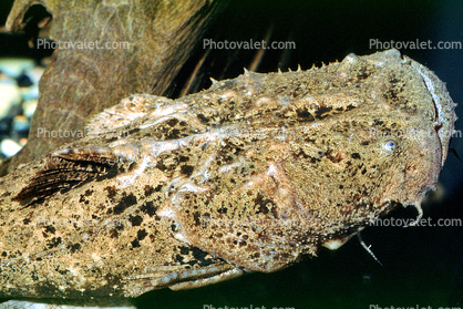 Frogmouth Catfish, (Chaca bankanensis), [Chacidae], Siluriformes