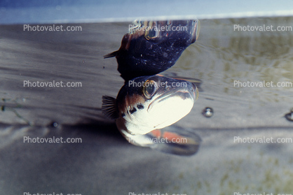 Giant Snakehead, (Channa micropeltes), [Channidae], Perciformes
