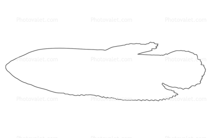 Slender Betta (Betta bellica) outline, line drawing, shape