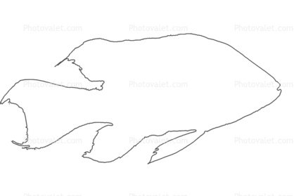 Cichlid outline, [Cichlidae] native to Madagascar, line drawing, shape