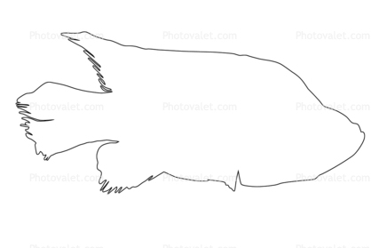Black Diamond Cichlid, Marakely outline, (Paratilapia polleni), line drawing, shape
