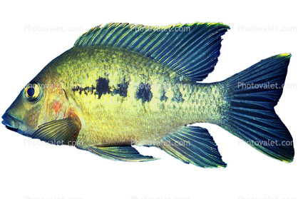 Cichlid [Cichlidae], Lake Madagascar, Africa