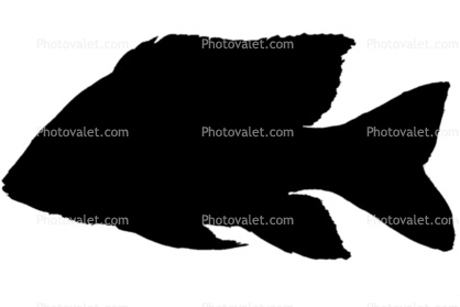 Cichlid silhouette [Cichlidae], Lake Madagascar, Africa, logo, shape