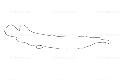 Wrestling Half Beak outline, line drawing, shape