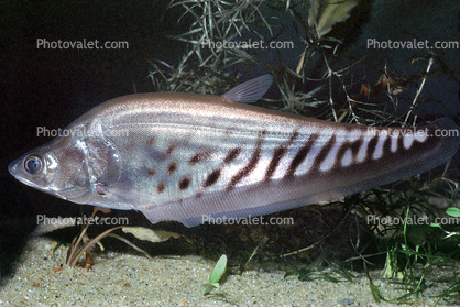 Royal Featherback, knifefish, (Chitala blanci), Osteoglossiformes, Notopteridae