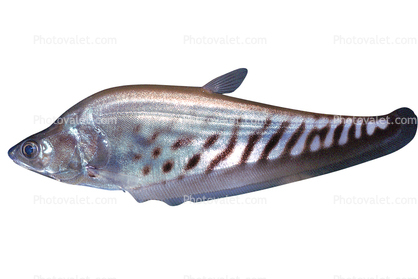 Royal Featherback, knifefish, (Chitala blanci), Osteoglossiformes, Notopteridae, photo-object, object, cut-out, cutout