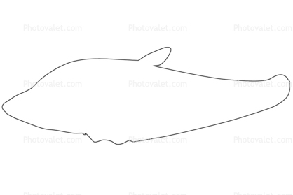 Royal Featherback outline, knifefish, (Chitala blanci), Osteoglossiformes, Notopteridae, line drawing, shape