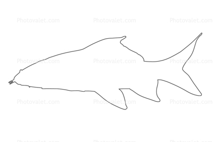 Red Tail Shark outline, Perciformes, Centrarchidae, (Epalzeorhynchos bicolor), line drawing, shape