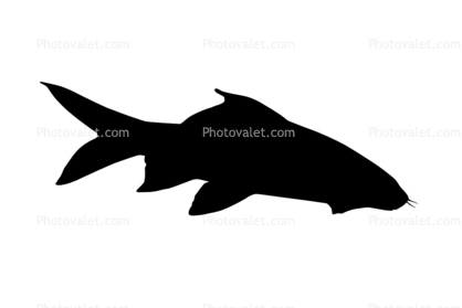 Red Tail Shark, (Epalzeorhynchos bicolor) silhouette, Cypriniformes, Cyprinidae, logo, shape