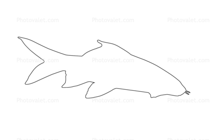 Red Tail Shark outline, (Epalzeorhynchos bicolor), Cypriniformes, Cyprinidae, line drawing, shape
