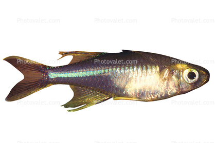 Celebes Rainbowfish, (Marosatherina ladigesi), Atheriniformes, [Telmatherinidae], photo-object, object, cut-out, cutout