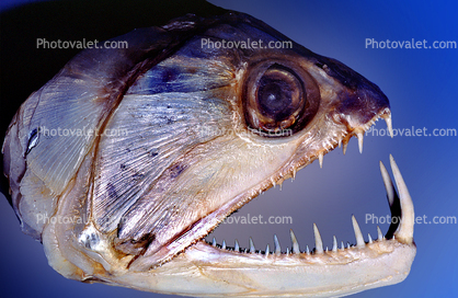 Vampire Characin, (Hydrolycus Scomberoides), teeth, jaw, fish head, mean, scary