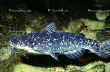 Spotted Bullhead catfish, Ameiurus serracanthus