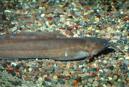 Angola Eel Catfish, (Channallabes apus), Siluriformes, Clariidae