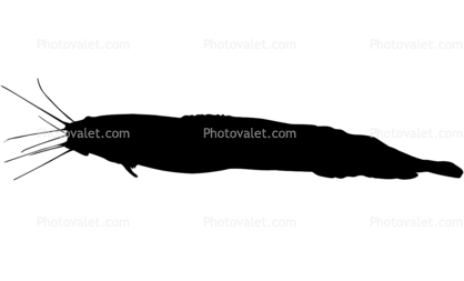 Angola Eel Catfish silhouette, logo, (Channallabes apus), Siluriformes, Clariidae, shape