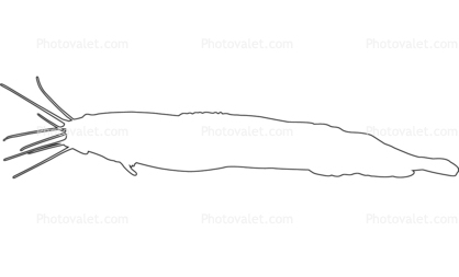 Angola Eel Catfish outline, line drawing, shape