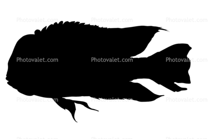 Cichlid silhouette, [Cichlidae], logo, shape