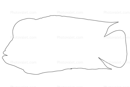 Red Devil outline, (Amphilophus labiatus), Perciformes, Cichlidae, Cichlasomatinae, Cichlid, line drawing, shape