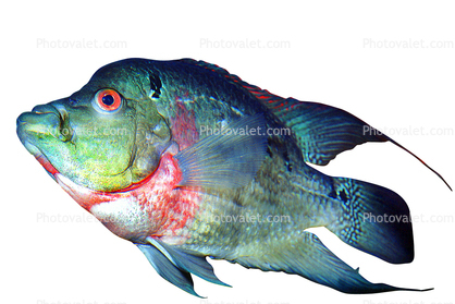 Cichlid [Cichlidae], photo-object, object, cut-out, cutout
