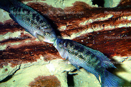 Jack Dempsey, (Rocio octofasciata), Perciformes, Cichlidae, Cichlasomatinae, Cichlid