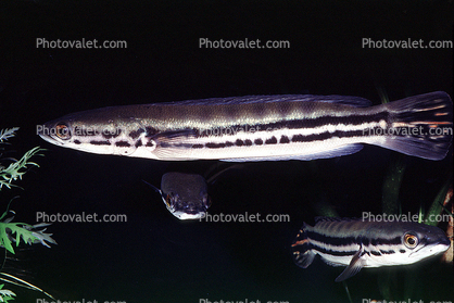 Snakehead, freshwater perciforme
