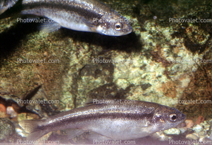 Longfin Dace (Agosia chrysogaster), Cypriniformes, Cyprinidae, Leuciscinae, cyprinid