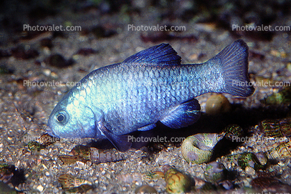 Desert Pupfish, (Cyprinodon macularius), Cypriniformes, Cyprinodontidae, Cyprinidae