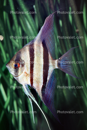 Altum Angelfish, (Pterophyllum altum), [Cichlidae], Cichlasomatinae, Cichlid, Heroini 