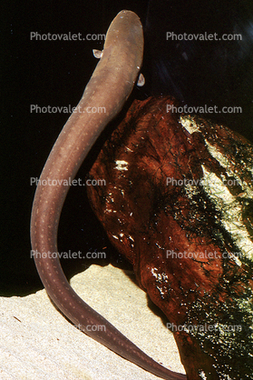 Electric Eel, (Electrophorus electricus), Siluriformes, Gymnotiformes, Gymnotidae, Electophoridae
