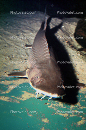 Shovelnose Sturgeon, (Scaphirhynchus platorynchus), Acipenseriformes, Acipenseridae, Rio Grande River Fish