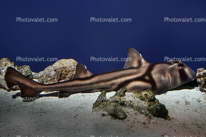 Port Jackson Shark, (Heterodontus portusjacksoni)