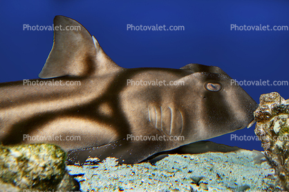 Port Jackson Shark, (Heterodontus portusjacksoni)