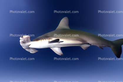 Hammerhead Shark, Elasmobranchii, Carcharhiniformes, Sphyrnidae