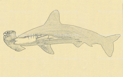 Hammerhead Shark Sketch, Elasmobranchii, Carcharhiniformes, Sphyrnidae, Paintography