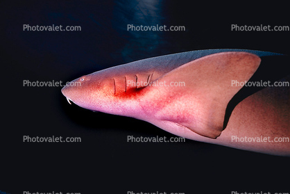 Nurse Shark, (Ginglymostoma cirratum)