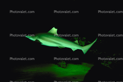 Blacktip reef shark, (Carcharhinus melanopterus), Elasmobranchii, Carcharhiniformes, Carcharhinidae, Requiem shark