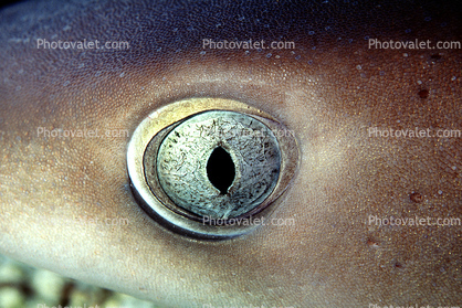 Reef White Tip shark, (Triaenodon obesus), Elasmobranchii, Carcharhiniformes
