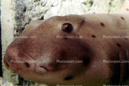 Horn Shark, (Heterodontus francisci), Elasmobranchii, Heterodontiformes, Heterodontidae