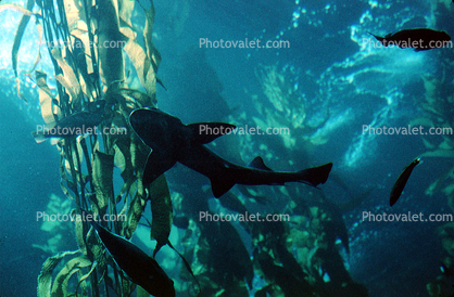 Leopard Shark, (Triakis semifasciata), Elasmobranchii, Carcharhiniformes, Triakidae