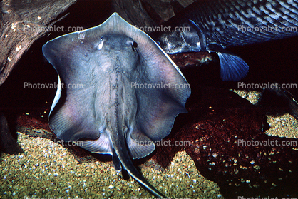 Bat Ray, (Myliobatis californica), Elasmobranchii, Myliobatiformes, Myliobatidae