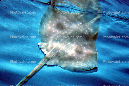 Big Skate, (Raja binoculata), Elasmobranchii, Batoidea, Rajiforme, Rajidae